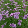 Verbena bonariensis - 1 planta