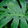 Monstera deliciosa - 1 planta