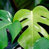 Monstera deliciosa - 1 planta (Compra grupal)