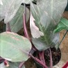 Philodendron Pink Princess - 1 planta