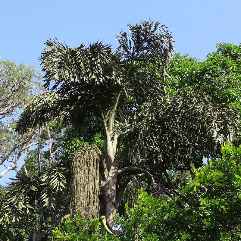 Caryota mitis - 1 planta