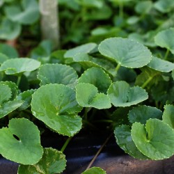 Semillas de centella asiatica