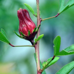 semillas de hibiscus sabdariffa