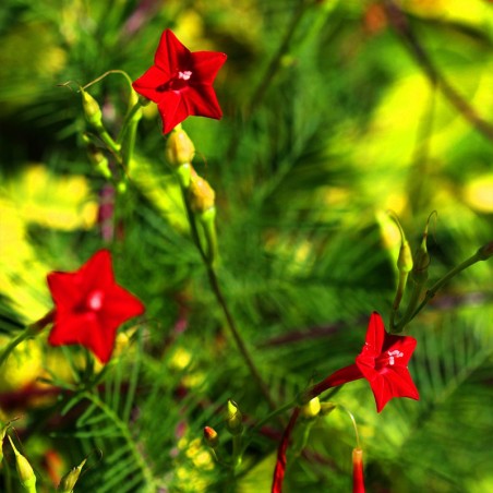 semillas ipomoea quamoclit