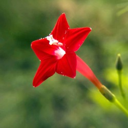 Ipomoea quamoclit, Roja - 20 semillas