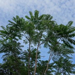 semillas de caoba china