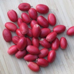 frutas Synsepalum dulcificum