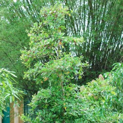 arbol Synsepalum dulcificum