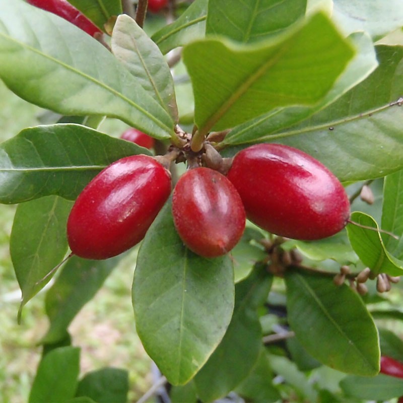 semillas Synsepalum dulcificum