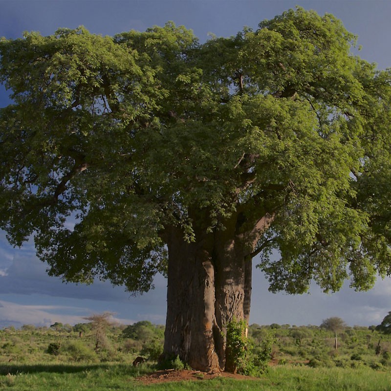 planta de baobab