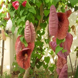 flores de aristolochia gigante