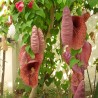 flores de aristolochia gigante