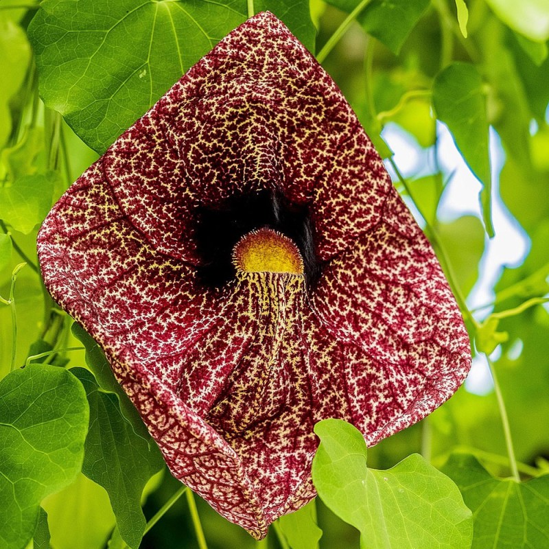 semillas de aristolochia gigantea