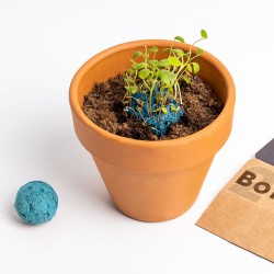 bombas de semillas de jardin atlantico