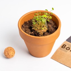 Bombas de biodiversidad (Flores Silvestres Naranjas)