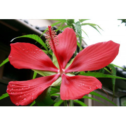 Hibiscus coccineus - Sobre 10 semillas