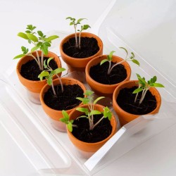 Mini invernadero para Tomates ecológicos