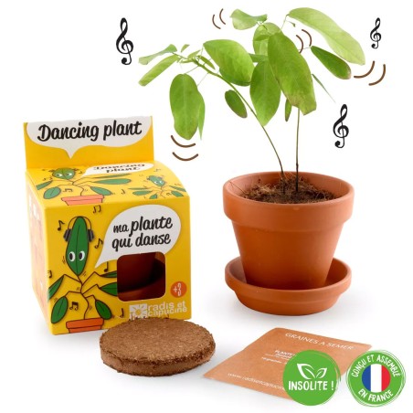 Kit con semillas de la Planta del Telégrafo (bailarina)