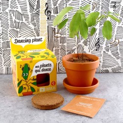 Kit con semillas de la Planta del Telégrafo (incluye maceta, semillas y disco de fibra, no incluye platillo))