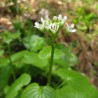 flor de wasabi