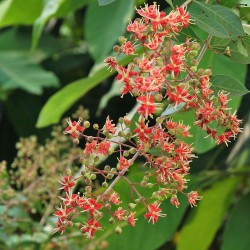 flores de henna