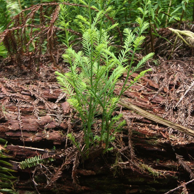 planta de sequoya roja