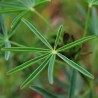 Lupinus angustifolius