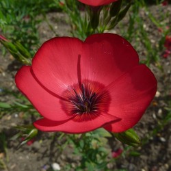 semillas de lino rojo