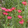 linum grandiflorum semillas