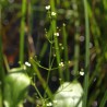 semillas de Alisma plantago-aquatica