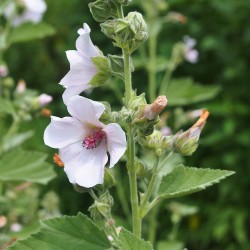 Althaea officinalis semillas