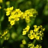 Alyssum montanum Gold semillas