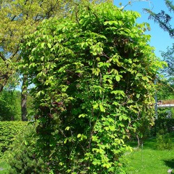 planta de akebia quinata