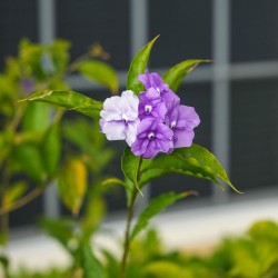 Brunfelsia uniflora - 1 planta