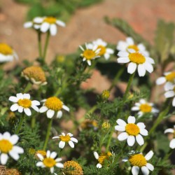 semillas Anthemis maritima