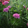 Armeria maritima semillas