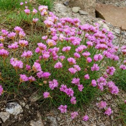 Semillas de Clavelina de mar