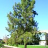 Casuarina cunninghamiana semillas