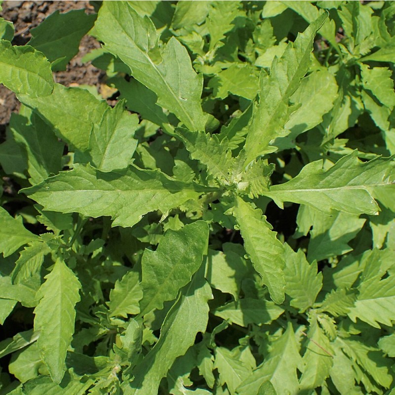 planta Chenopodium ambrosioides