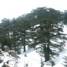 arboles de cedro del libano