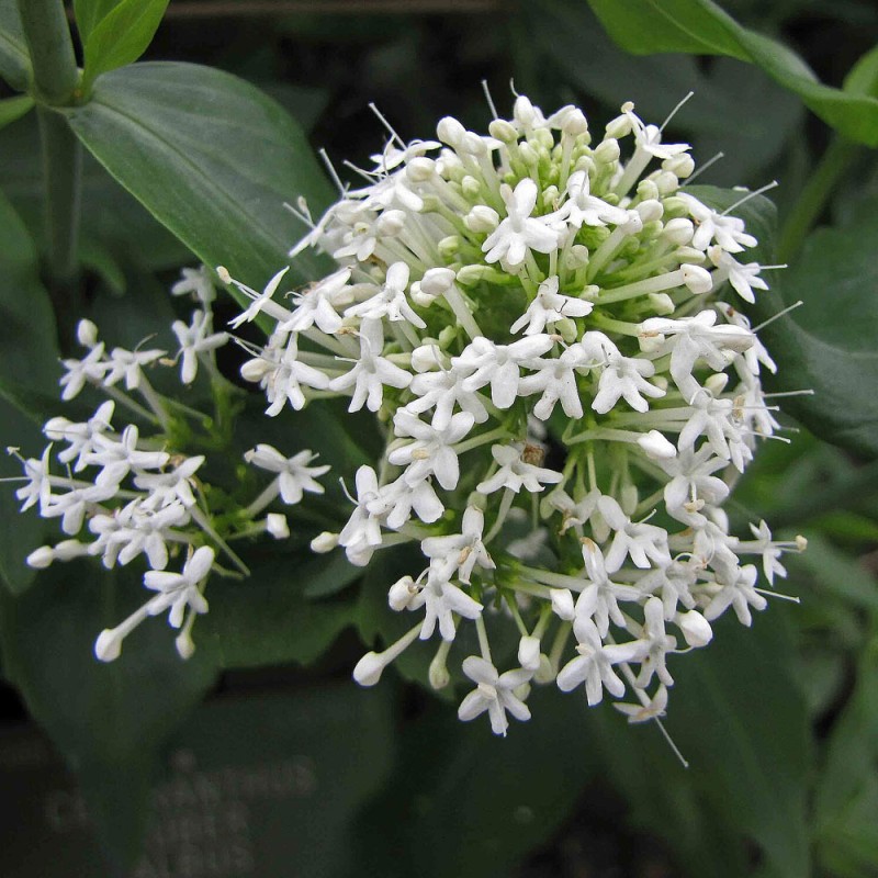 semillas de Centranthus ruber albus