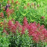 Centranthus ruber coccineus semillas