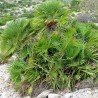 Chamaerops humilis semillas