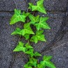 semillas de Hedera helix