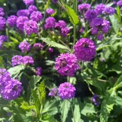 verbena tuberosa planta