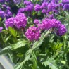 Verbena rigida - planta