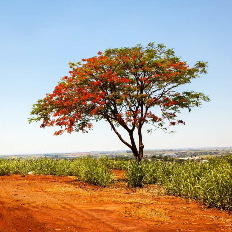 delonix regia semillas arbol flores rojas planta