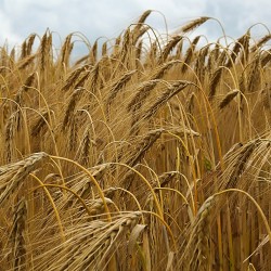 semillas de Hordeum vulgare