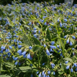 planta de Symphytum officinale