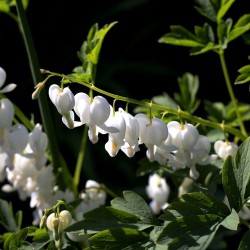 dicentra blanca planta